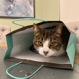 Cat in a bag